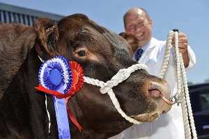 Red Angus