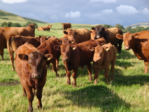 Windy Gowl Red Angus