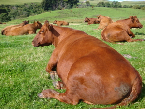 Windy Gowl Red Angus