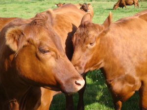 Windy Gowl Red Angus