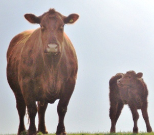 Red Aberdeen Angus