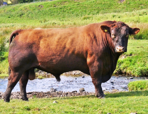 Red Angus