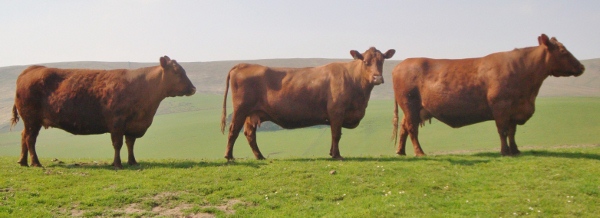 Red Aberdeen Angus