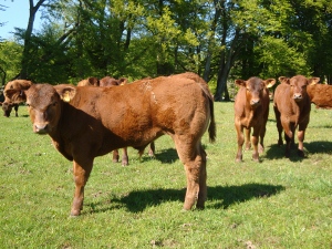 Red Aberdeen Angus