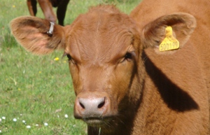 Red Angus cattle