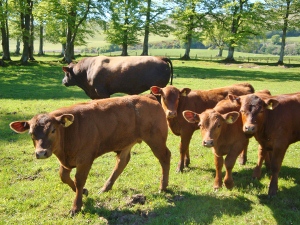 Windy Gowl Red Angus cattle