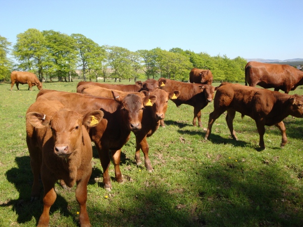 Windy Gowl Red Angus