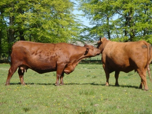 Red Aberdeen Angus