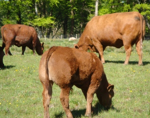 Windy Gowl Red Angus