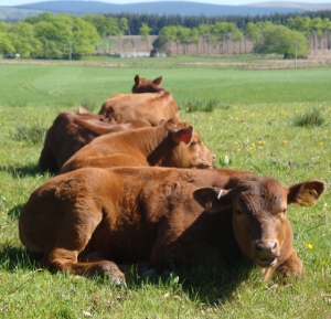 Windy Gowl Red Angus