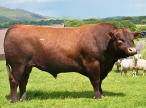 Red Angus