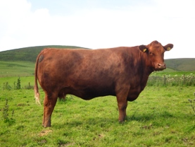 Red Angus