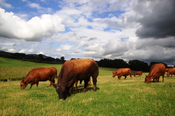 Windy Gowl Red Angus