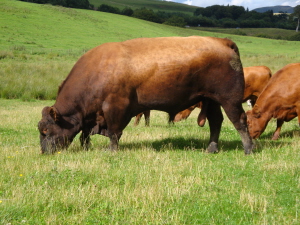 Red Angus cattle