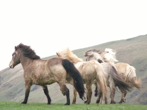 livery horses