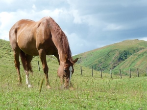 livery horse