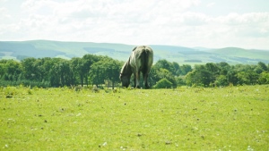 livery horse