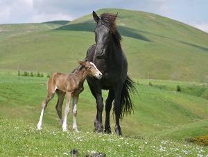 livery foal