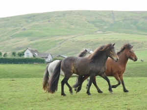 livery horses