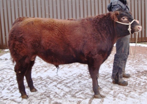 Red Aberdeen Angus