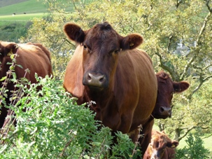 Red Aberdeen Angus