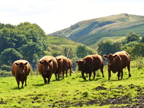 Red Angus