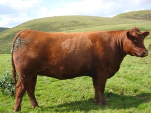 Red Aberdeen Angus