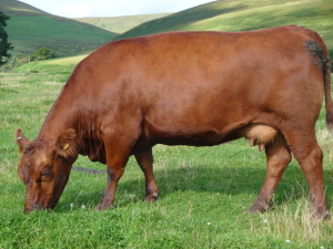 Red Aberdeen Angus