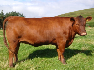 Red Aberdeen Angus