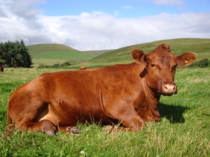 Red Aberdeen Angus