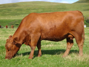 Red Aberdeen Angus