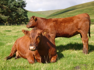 Windy Gowl Red Angus