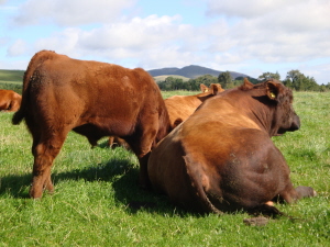 Red Angus cattle