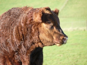 Windy Gowl Red Angus