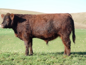 Windy Gowl Red Angus