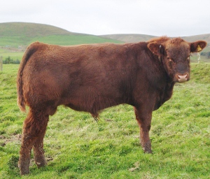 Windy Gowl Red Angus