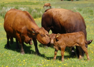 Windy Gowl Red Angus