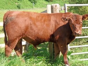 Windy Gowl Red Angus