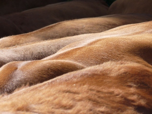 Red Angus cattle