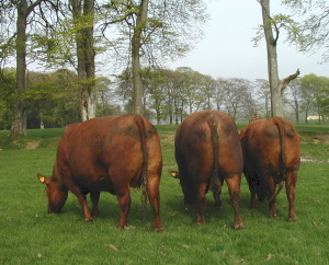 Windy Gowl Red Angus