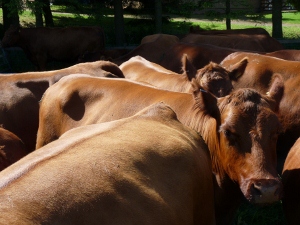 Red Aberdeen Angus