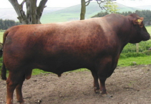 Red Angus