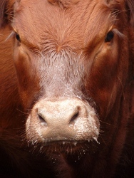 Red Angus