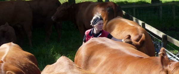 Windy Gowl Red Angus