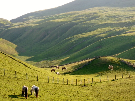 livery fields