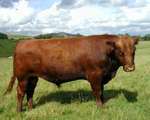 Windy Gowl Red Angus