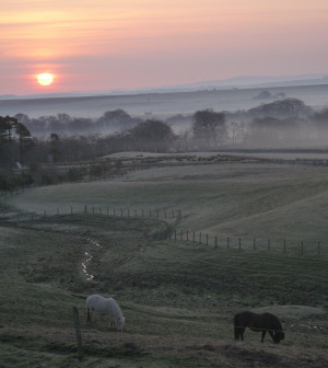 livery fields